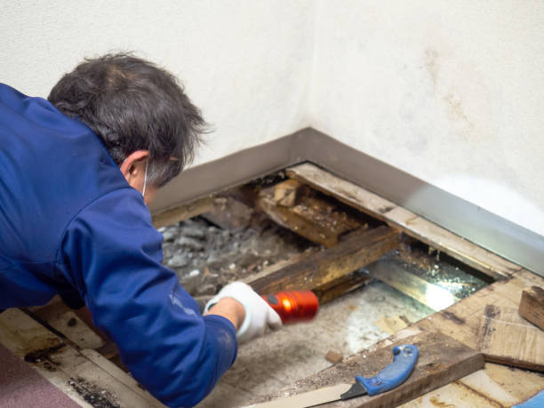 Best Attic Mold Removal  in Secaucus, NJ