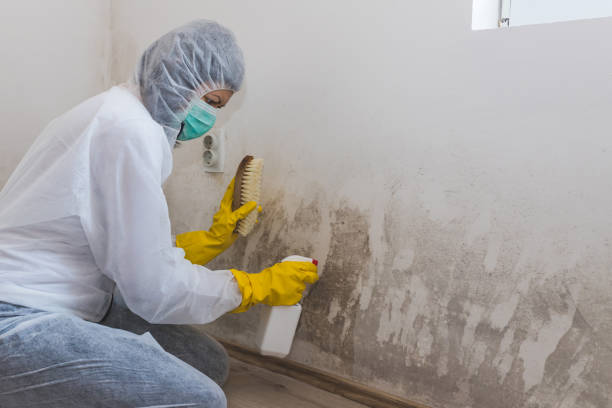 Best Office Mold Removal Services  in Secaucus, NJ