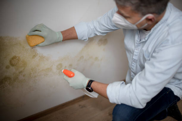 Mold Removal and Inspection in Secaucus, NJ