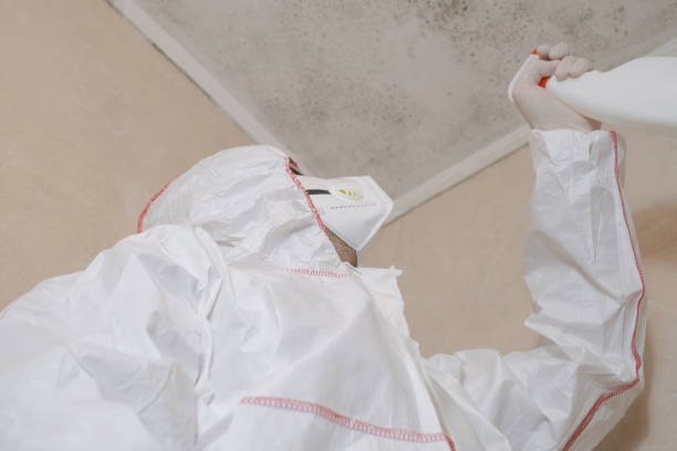 Best Best Mold Removal Companies  in Secaucus, NJ