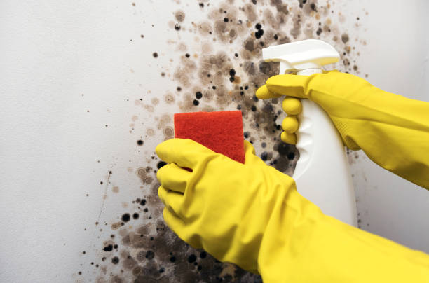 Best Same-Day Mold Removal  in Secaucus, NJ