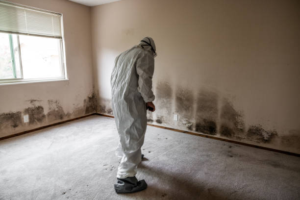 Best Local Mold Removal Service  in Secaucus, NJ