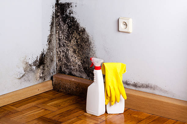 Best Attic Mold Removal  in Secaucus, NJ