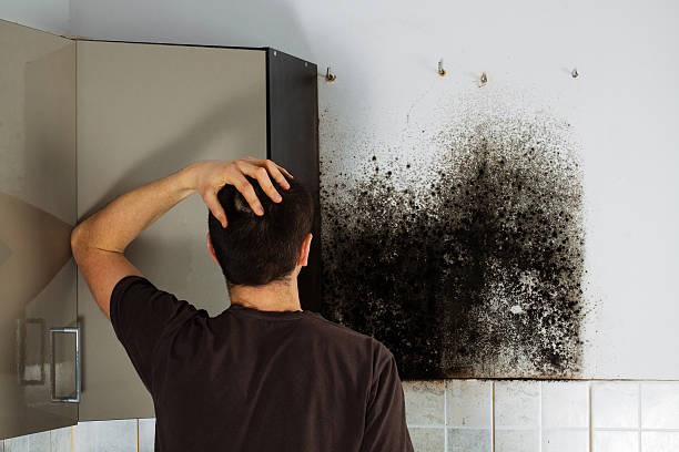 Best Fast Mold Removal  in Secaucus, NJ