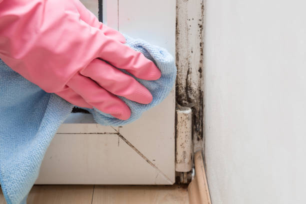 Best Professional Mold Removal  in Secaucus, NJ