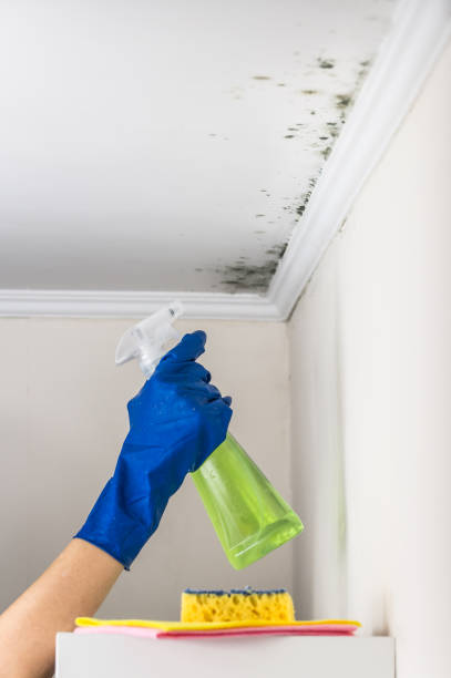 Best Mold Remediation  in Secaucus, NJ