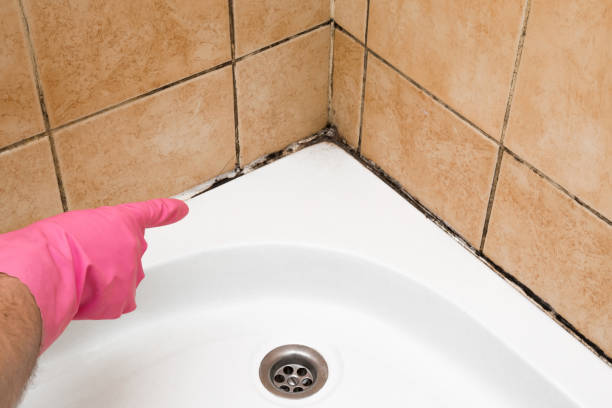 Best Mold Removal Near Me  in Secaucus, NJ